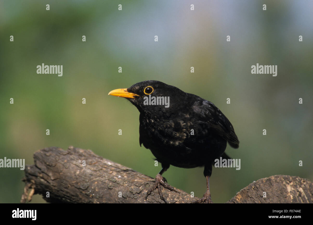 Blackbird male taken from front looking left perched on tree stump Stock Photo