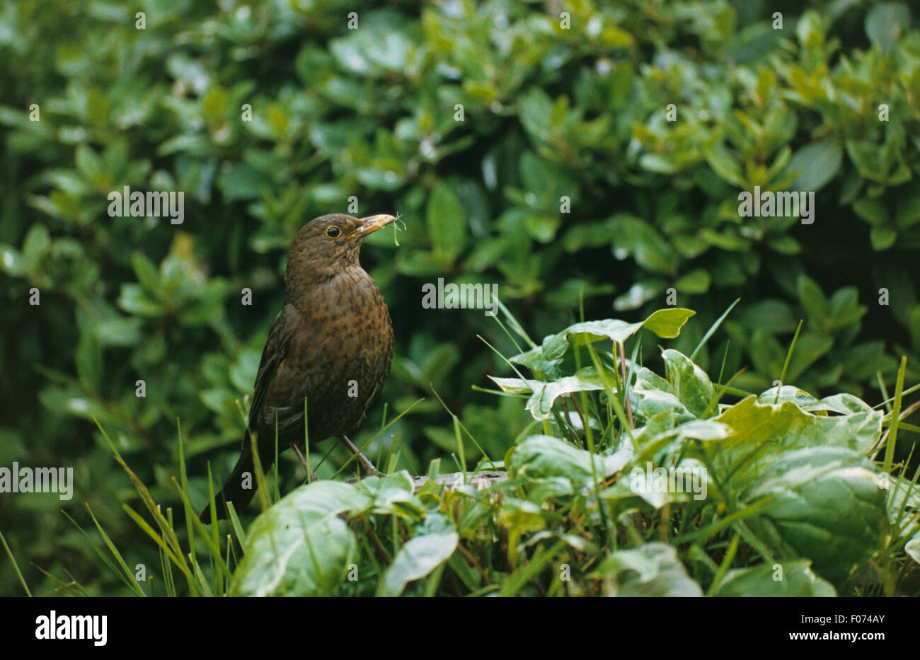 Blackbird taken from front looking right perched in long grass on ivy covered log Stock Photo