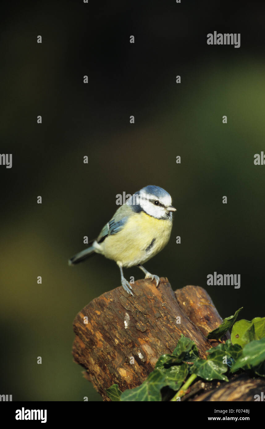 Blue Tit taken from front looking right perched on ivy covered tree stump Stock Photo