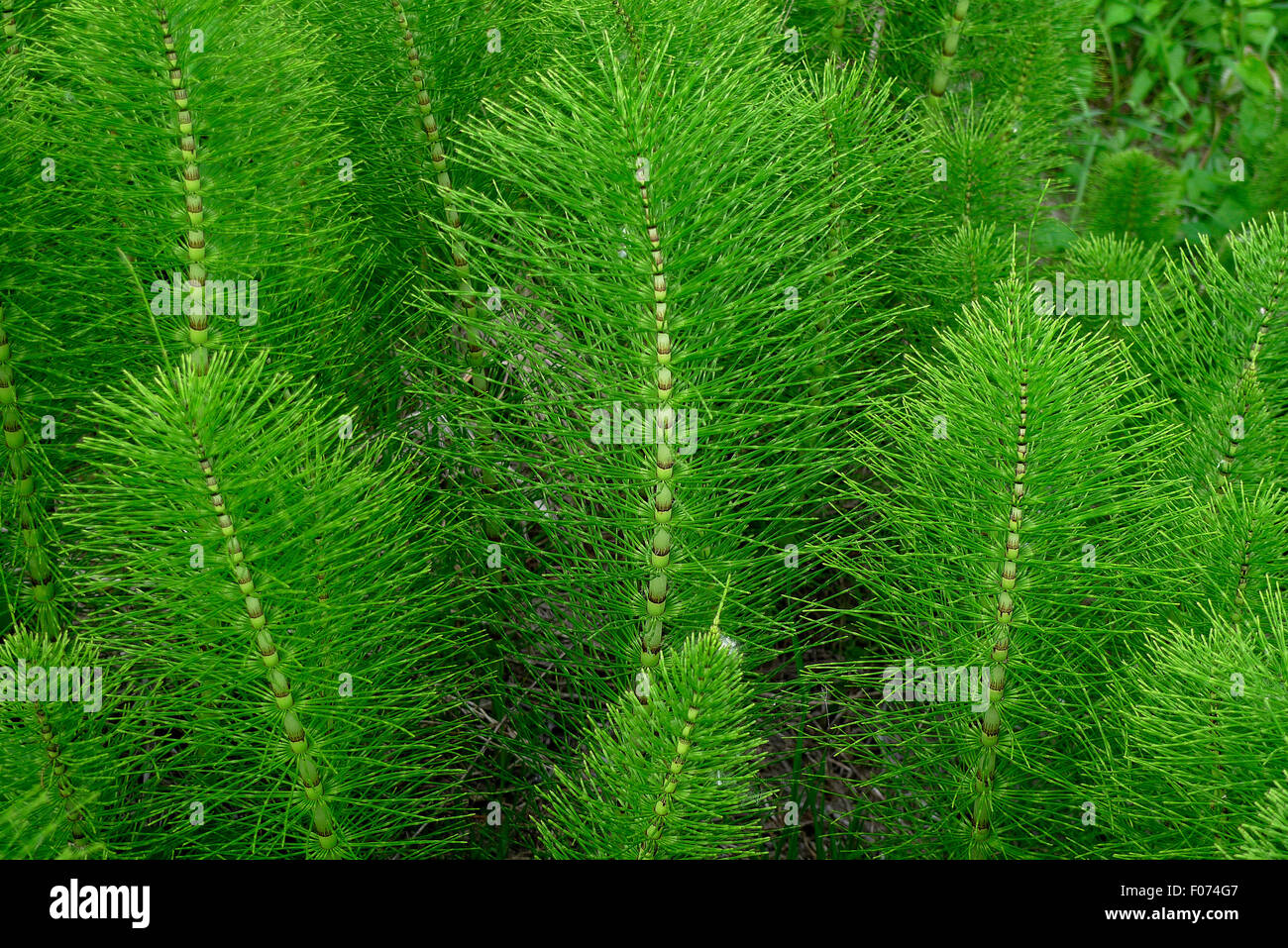 Horsetail (Equisetum L.) Stock Photo