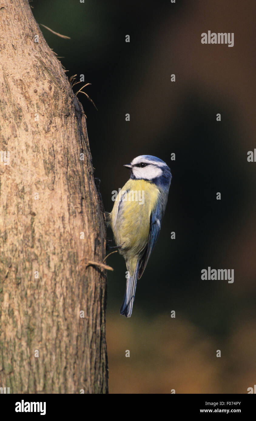 Blue Tit taken in profile looking left perched on side of old wooden tree trunk Stock Photo