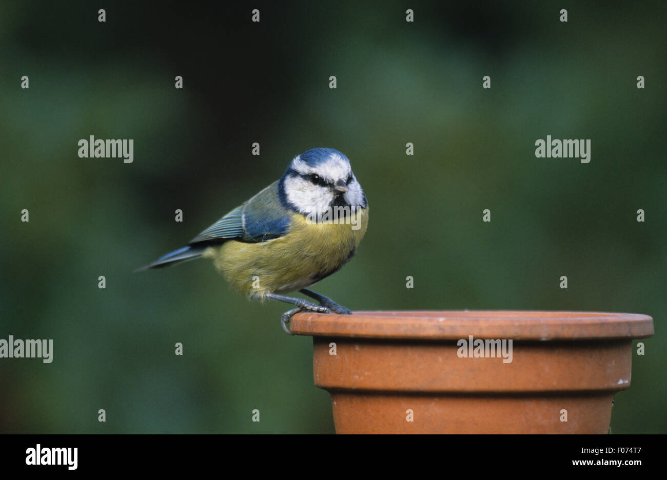 Blue Tit taken in profile looking at camera perched on rim of old clay flower pot Stock Photo