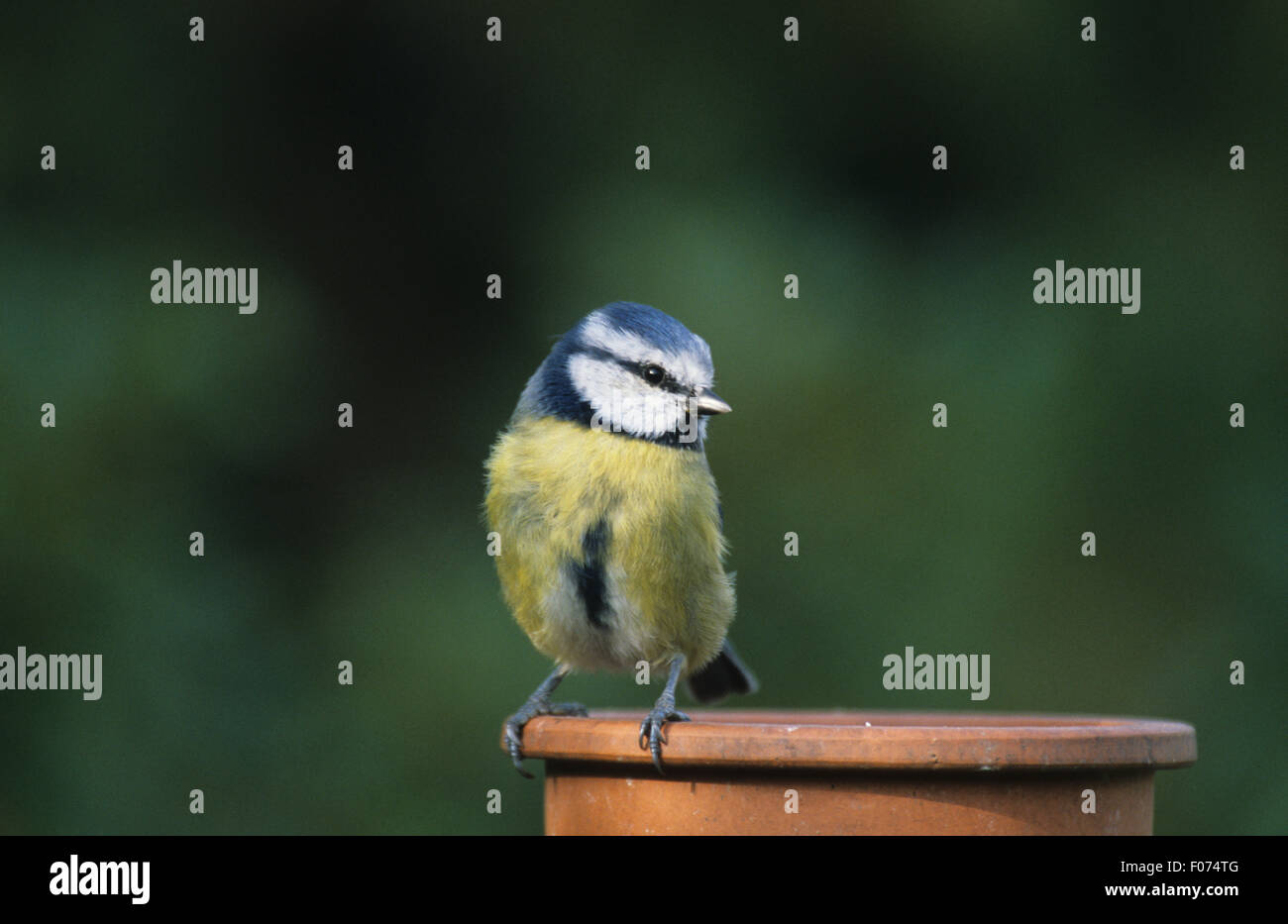 Blue Tit taken from front looking right perched on rim of clay flower pot Stock Photo