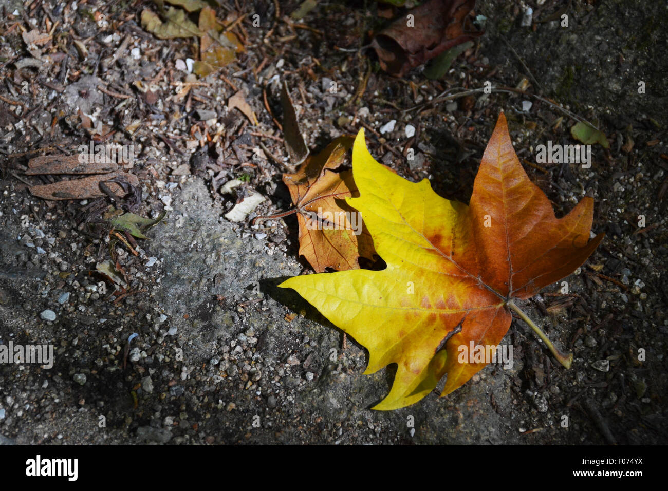A closeup of fallen leaf Stock Photo