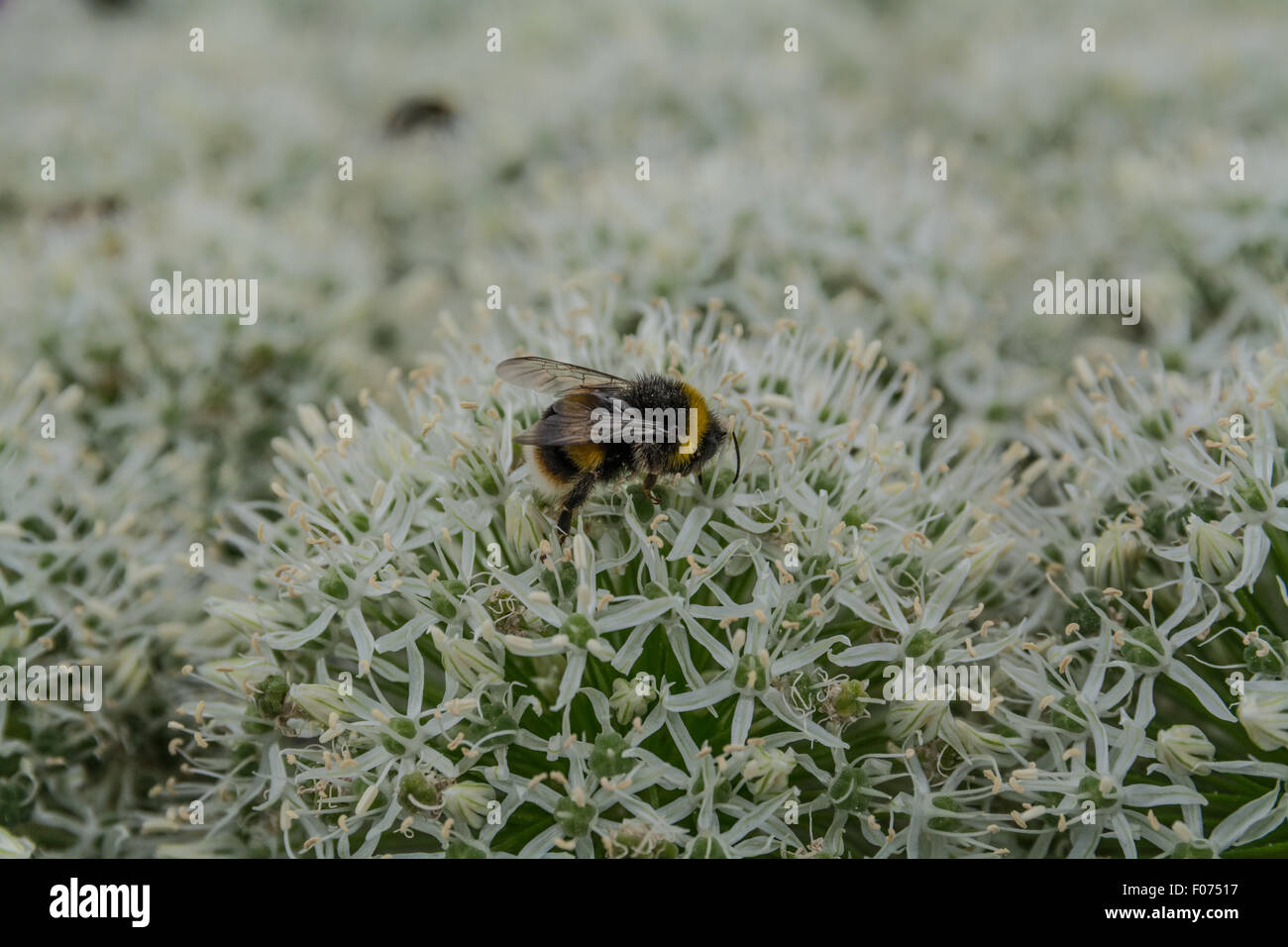 Bee on white allium flower Stock Photo