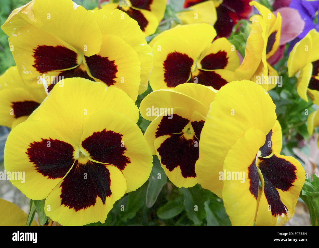 Flowers of pansy Stock Photo