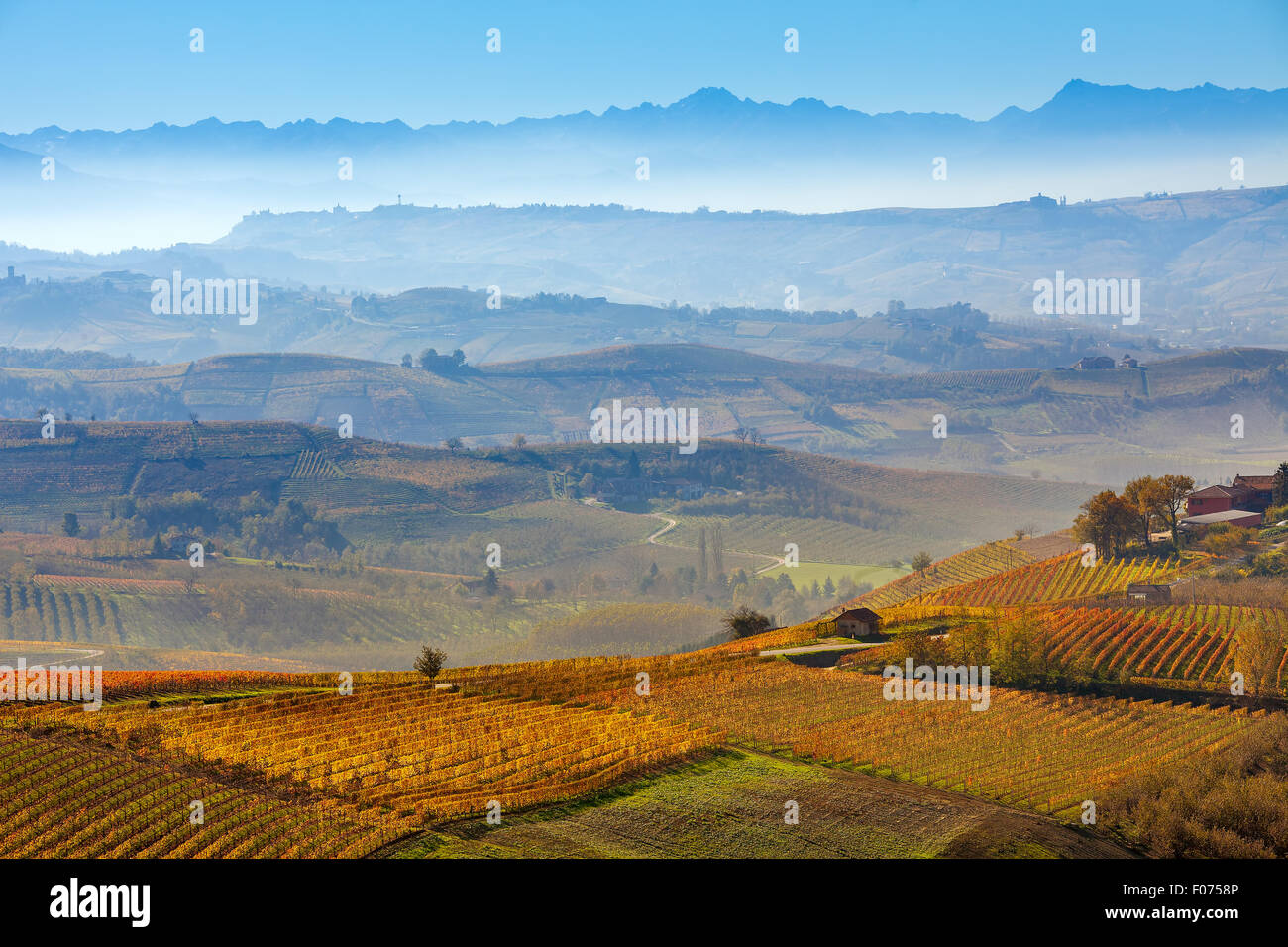 Autumnal vineyards and foggy hills on background in Piedmont, Italy. Stock Photo
