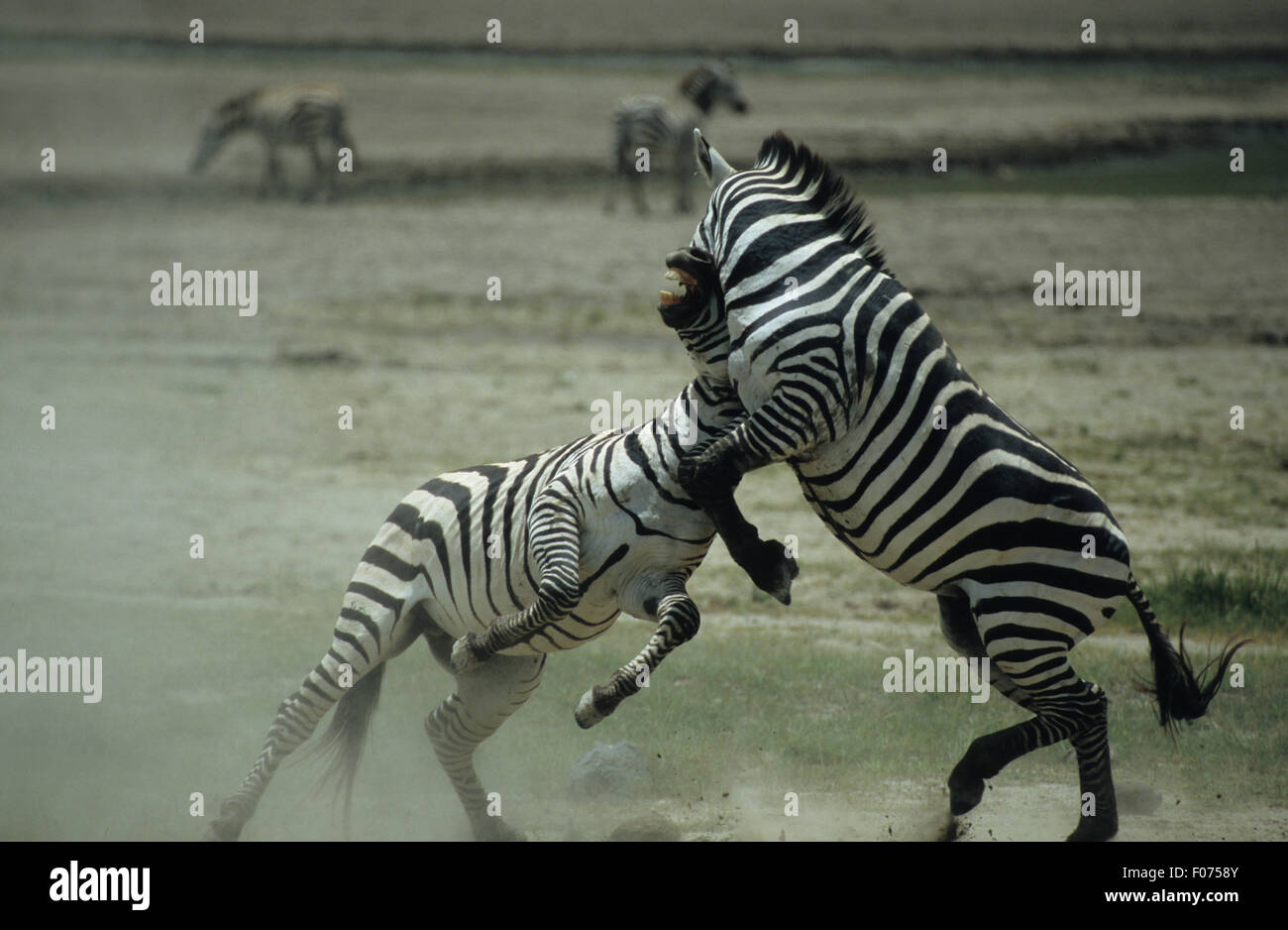 Burchells Zebra two fighting up on back legs on open plains Stock Photo ...