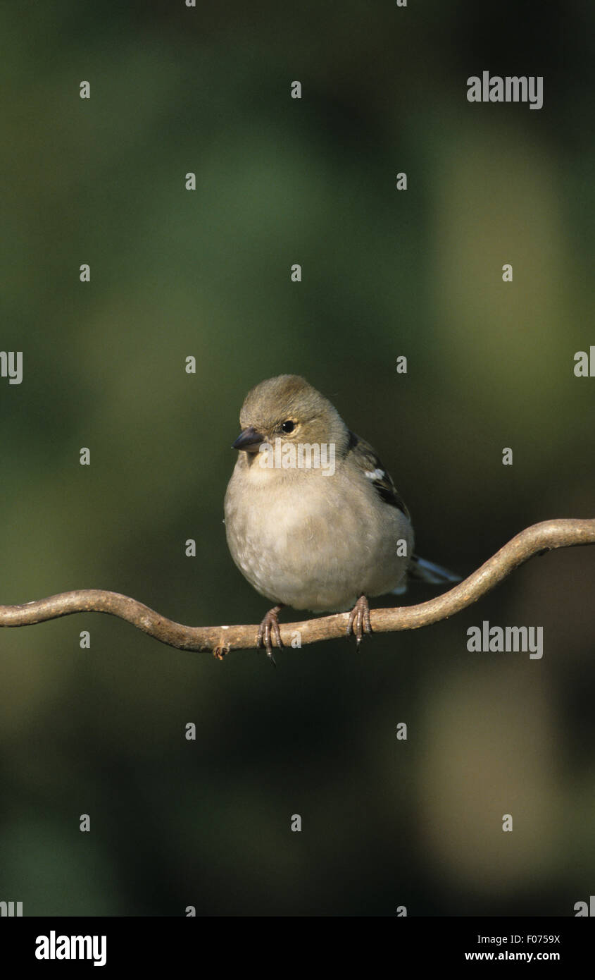 Chaffinch taken from front looking left perched on twisted branch Stock Photo