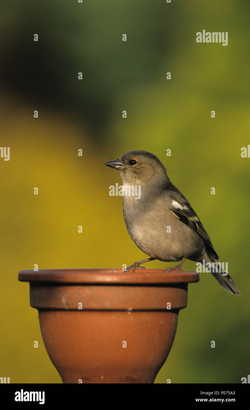 Chaffinch female taken from front looking left perched on rim of clay flower pot Stock Photo