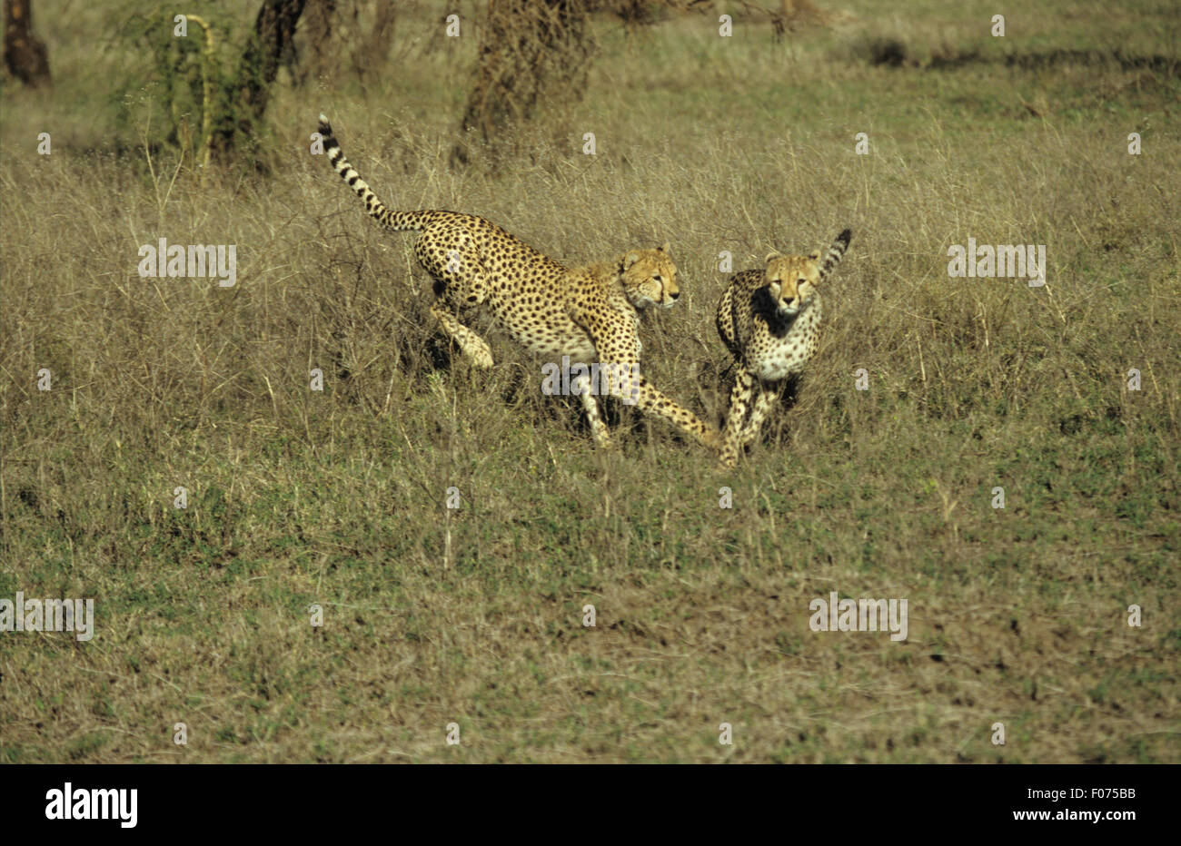 Cheetah two playing running and chasing each other on Serengeti short grasslands Stock Photo