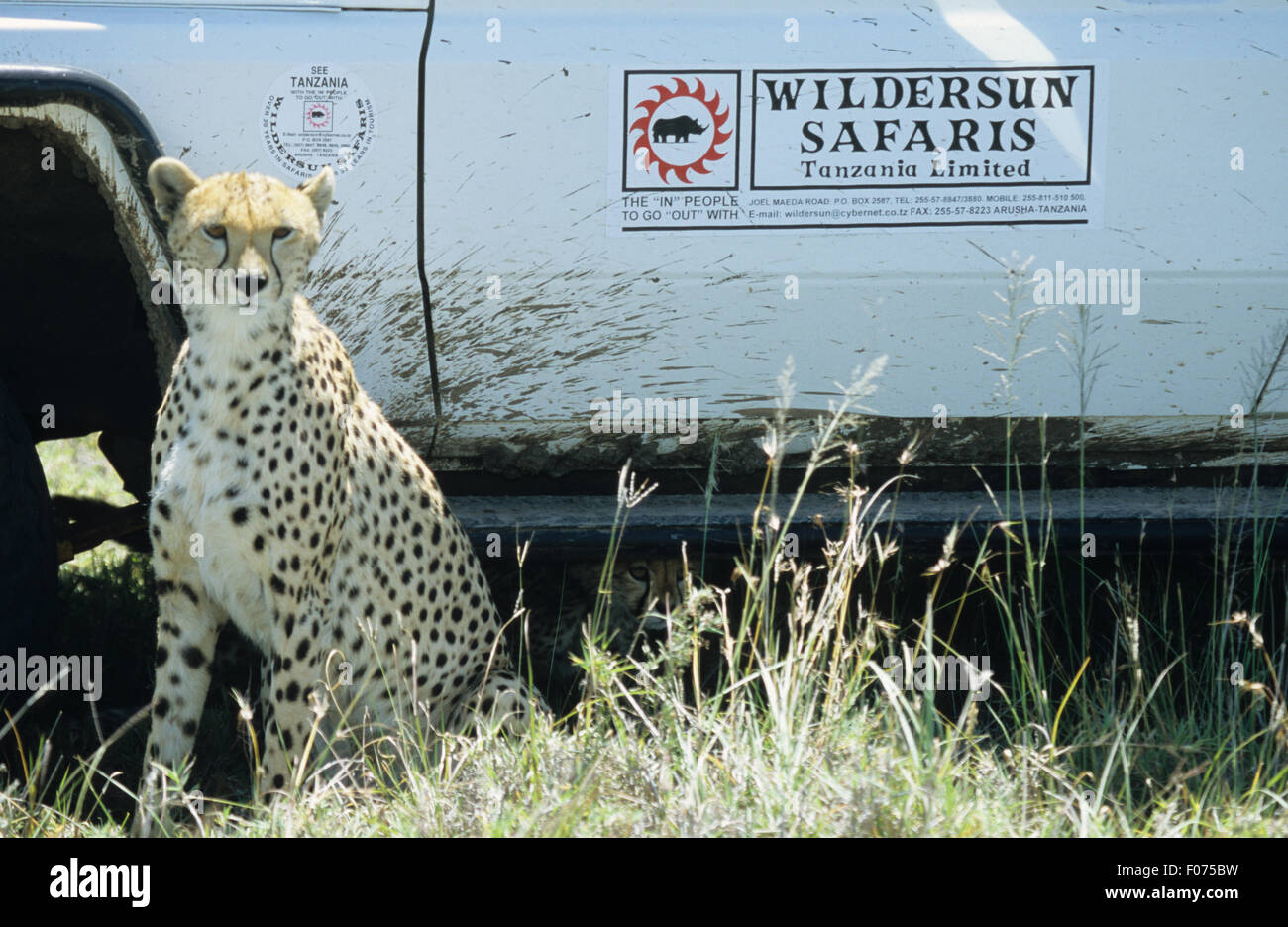 Cheetah taken from front looking at camera sitting in front of Wildersun safari vehicle Stock Photo