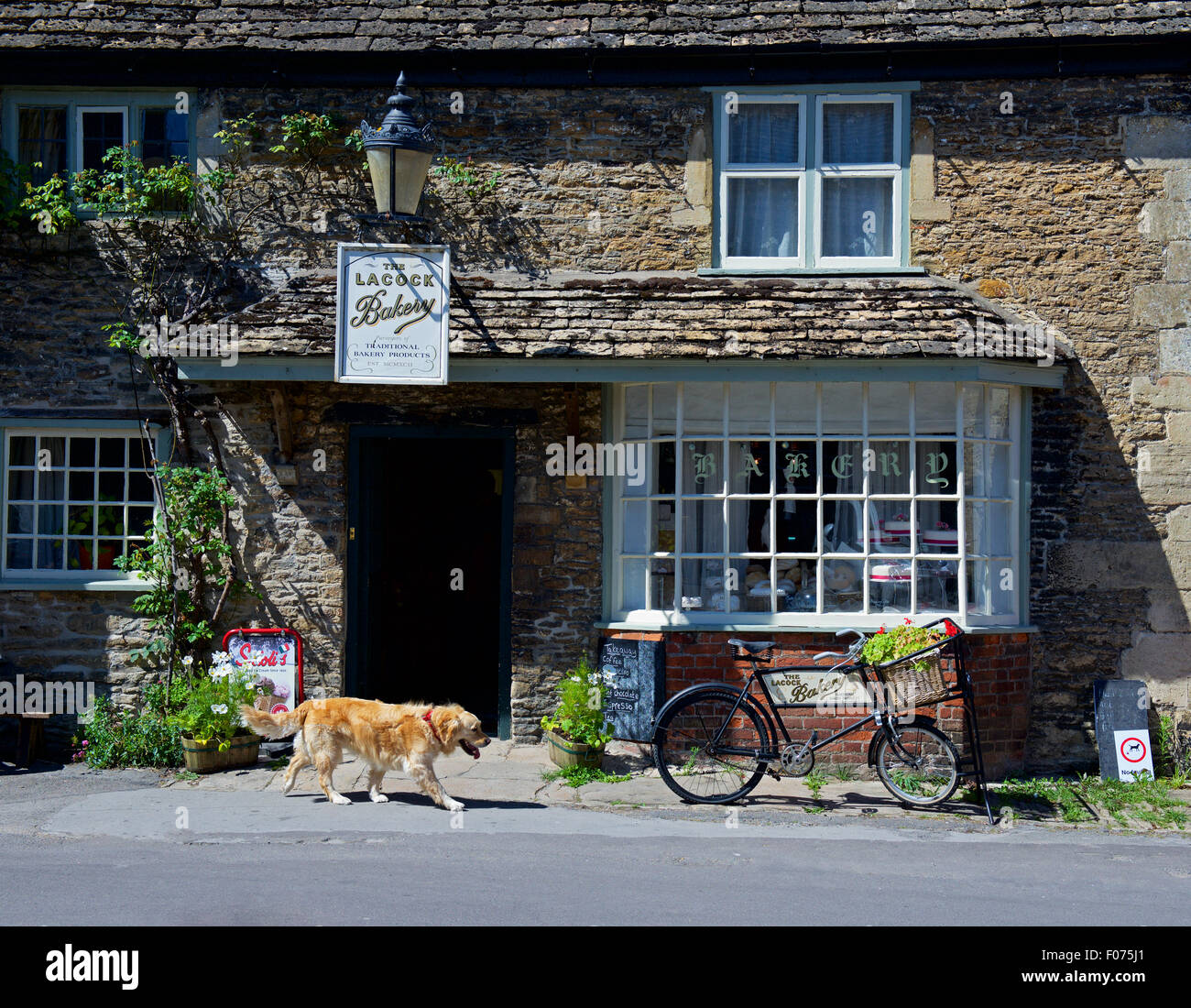 Dog walking past shop, the Lacock Bakery, in the village of Lacock, Wiltshire, England Stock Photo