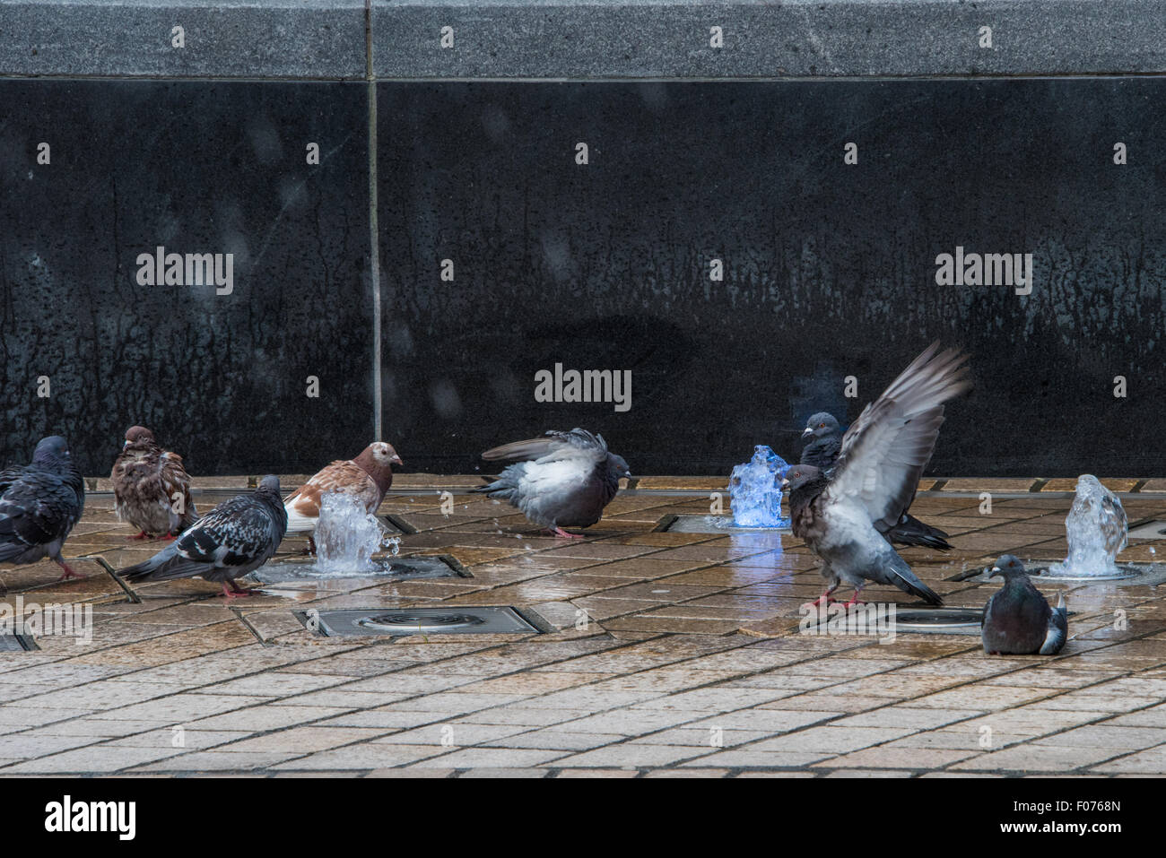Pigeons taking a bath in fountain queens Square Wolverhampton uk Stock Photo