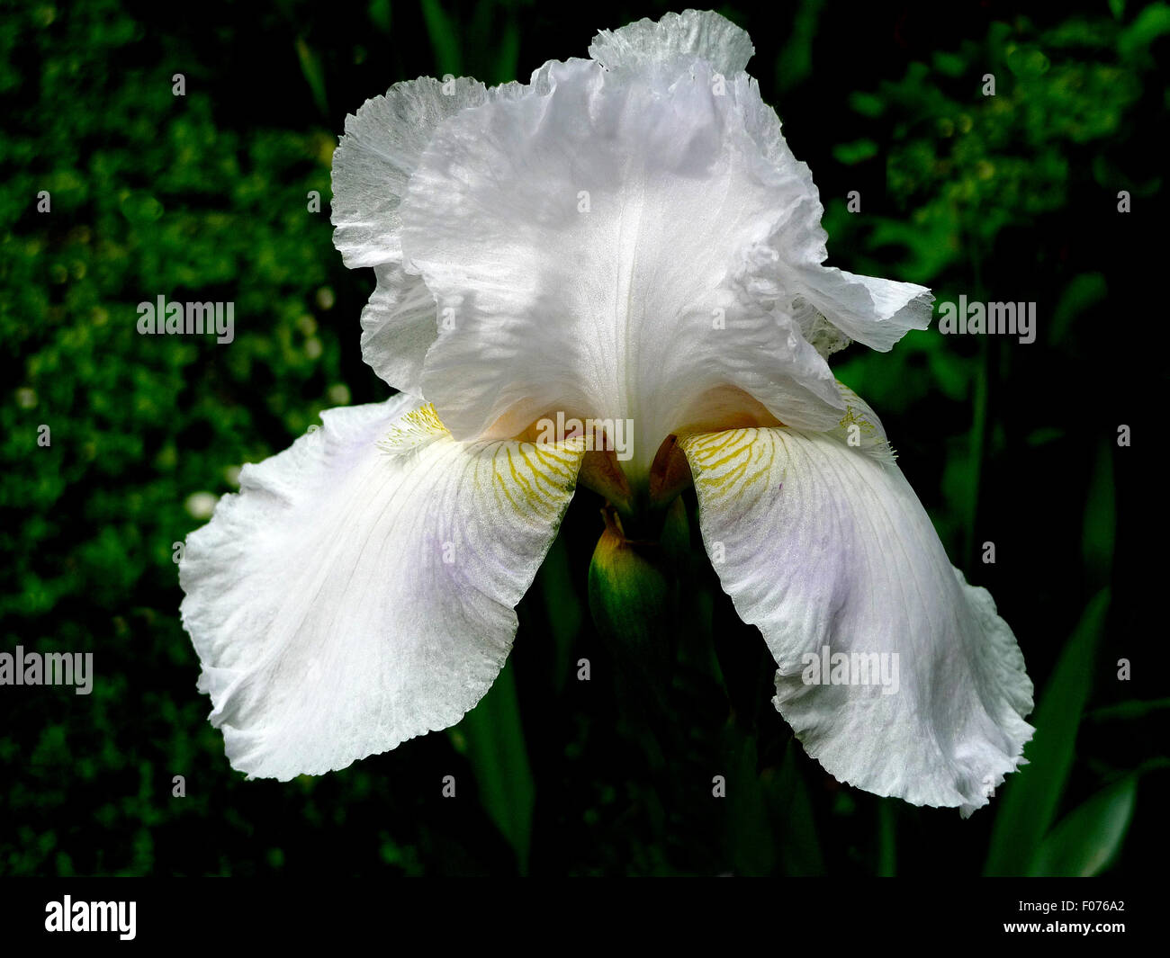 Flower of white Iris Stock Photo - Alamy
