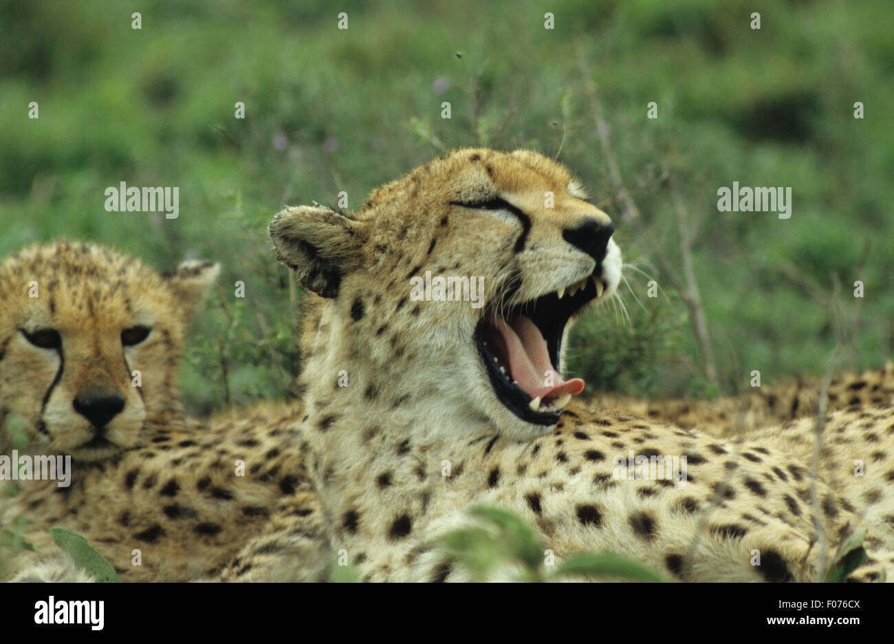 Cheetah taken in profile looking right lying on ground close head shot mouth open yawning curled tongue Stock Photo