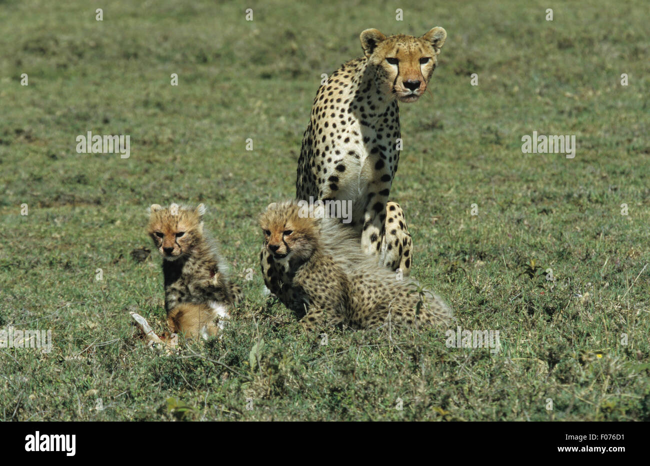 Cheetah taken from front looking at camera sitting on ground with two small cubs and impala kill Stock Photo