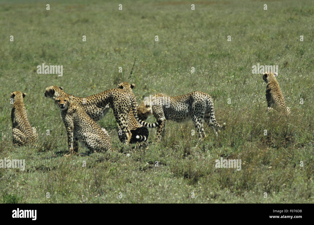 Cheetah mother standing on Serengeti surrounded by her five full grown cubs Stock Photo