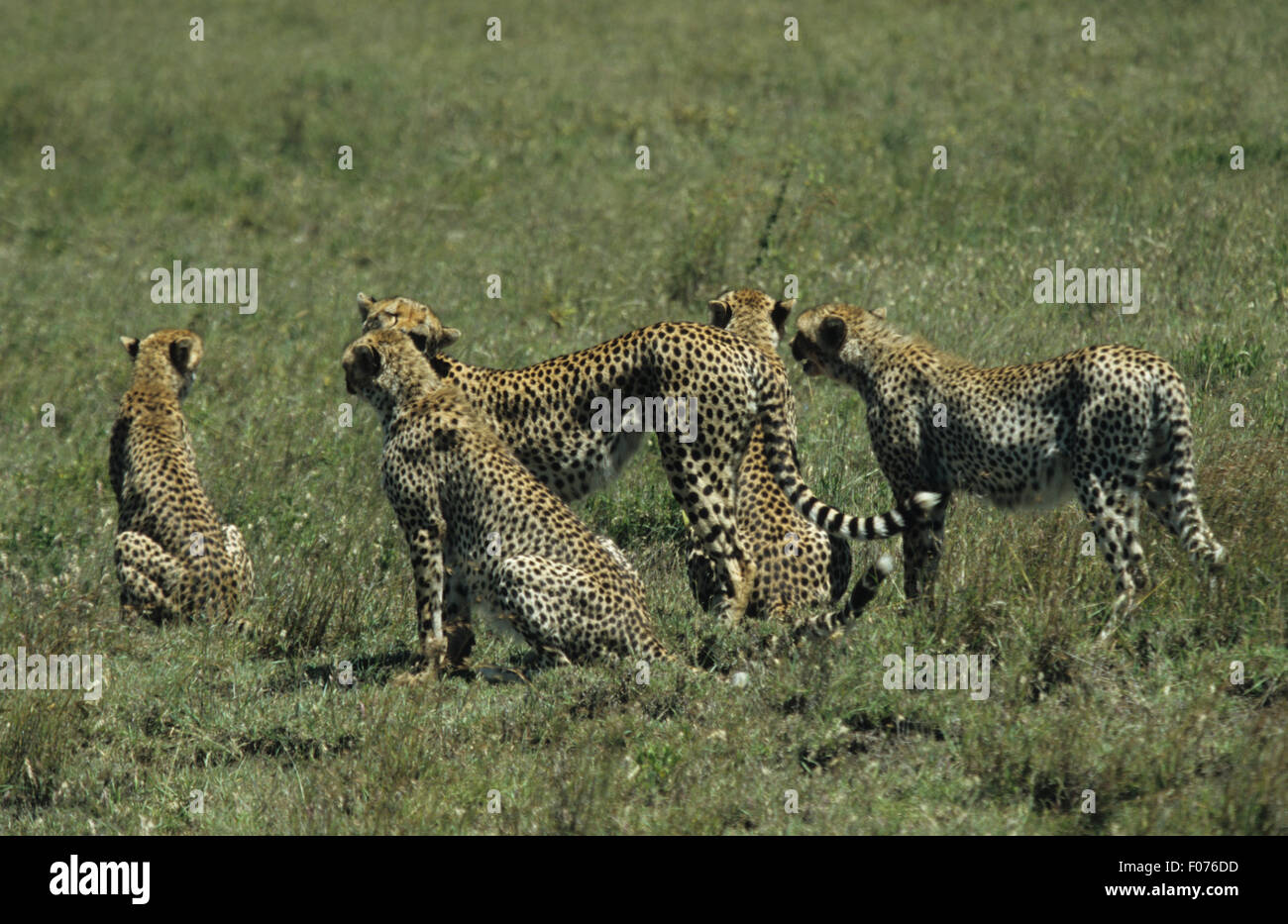 Cheetah mother standing on Serengeti grasslands surrounded by her four full grown cubs Stock Photo