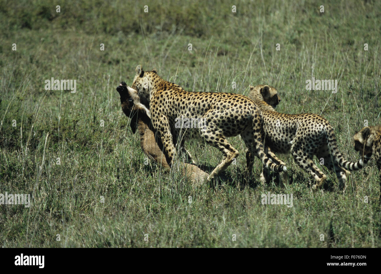 Cheetah taken in profile walking left with young wildebeest kill in its jaws and young cheetah alongside on Serengeti Stock Photo