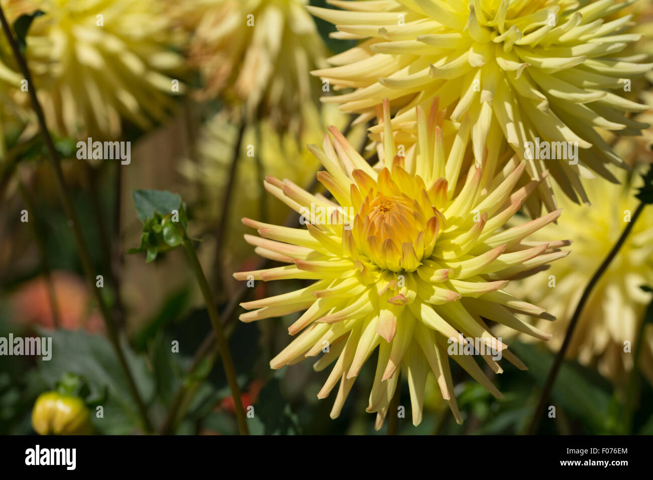 Spiky dahlia dahlias hi-res stock photography and images - Alamy