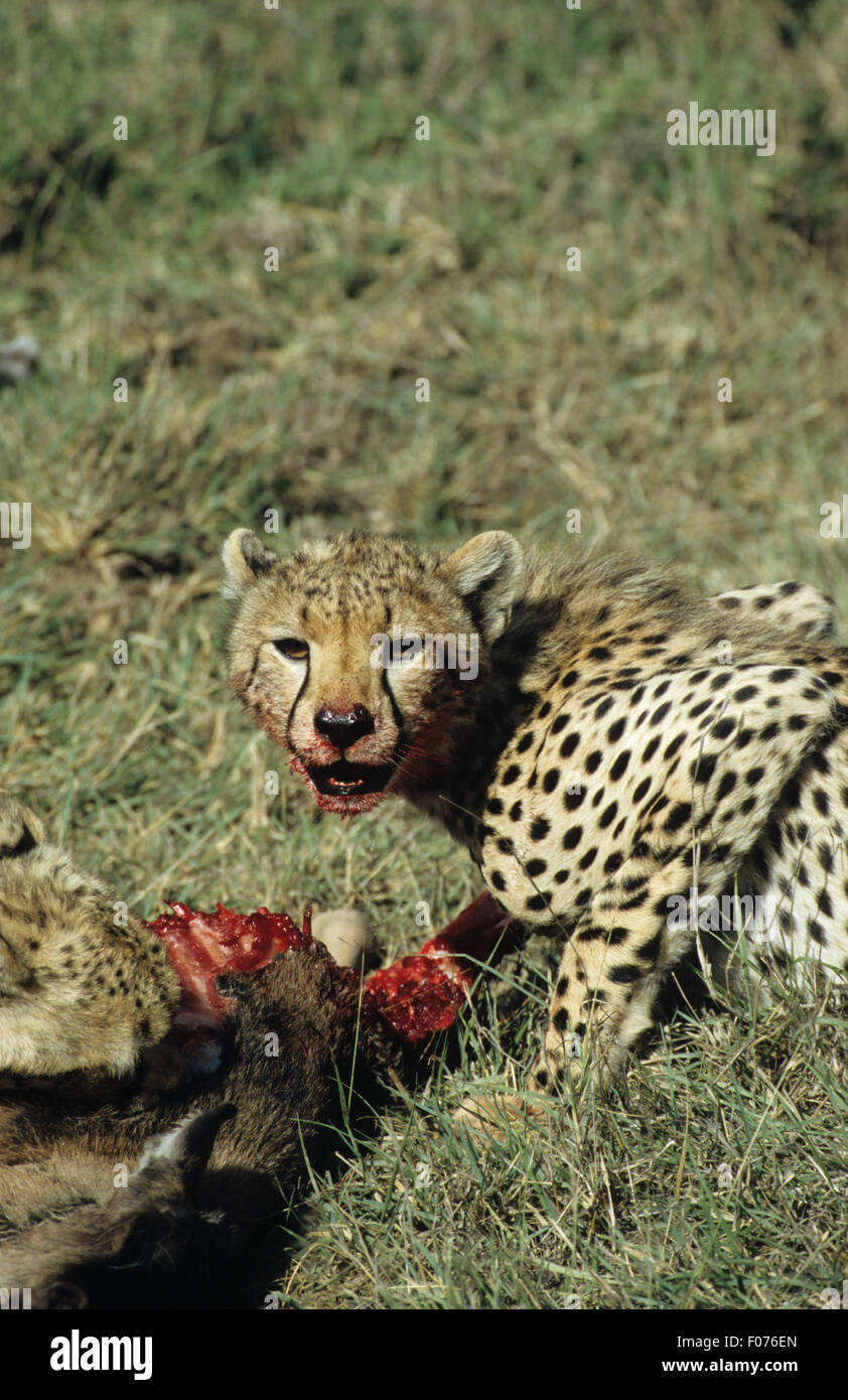 Cheetah taken in  profile looking at camera open mouth with blood on eating at wildebeest kill Stock Photo