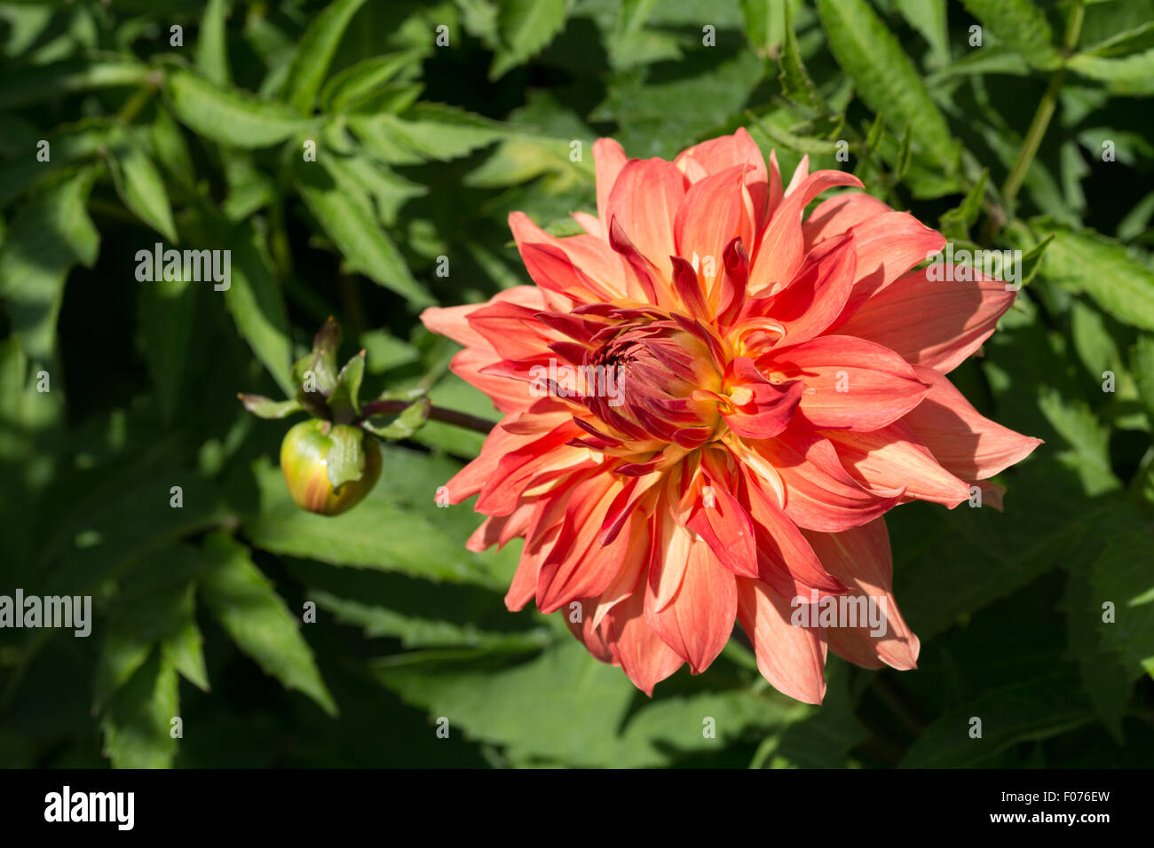 Dahlia flower Hillcrest Fiesta Stock Photo Alamy