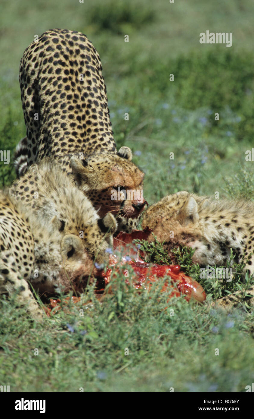 Cheetah three feeding on wildebeest kill on Serengeti Stock Photo