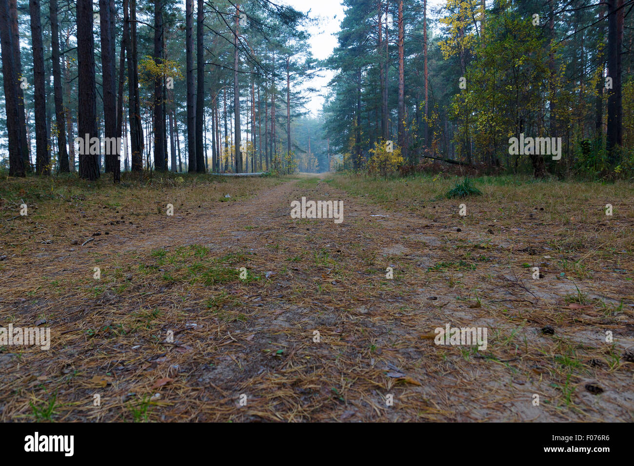the forest road passes under branches of numerous trees Stock Photo - Alamy
