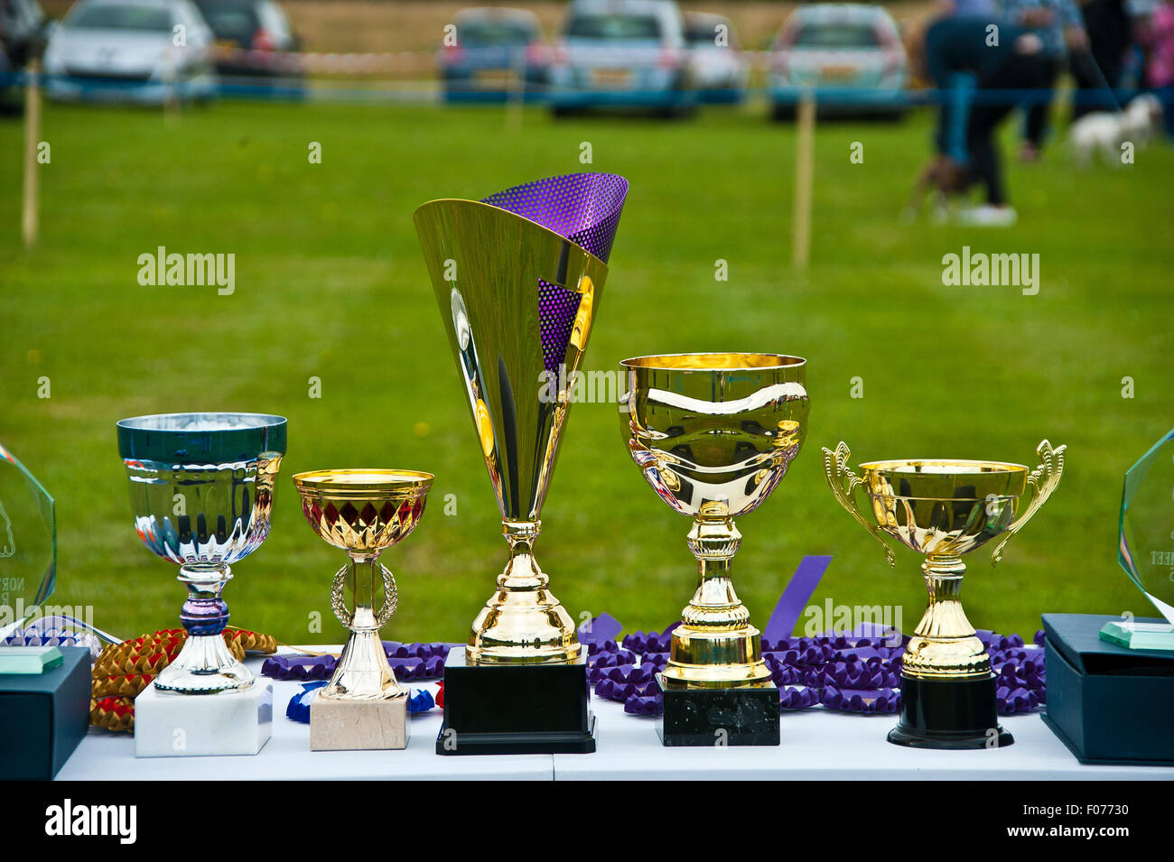 pet dog show pedigree competition trophies and rosettes on table for winners and runner-up Stock Photo