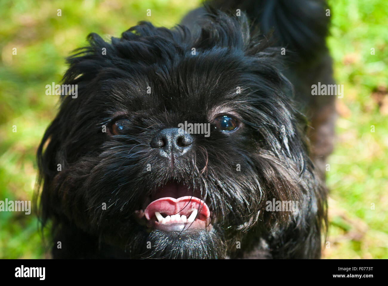 What is an imperial shih tzu sales
