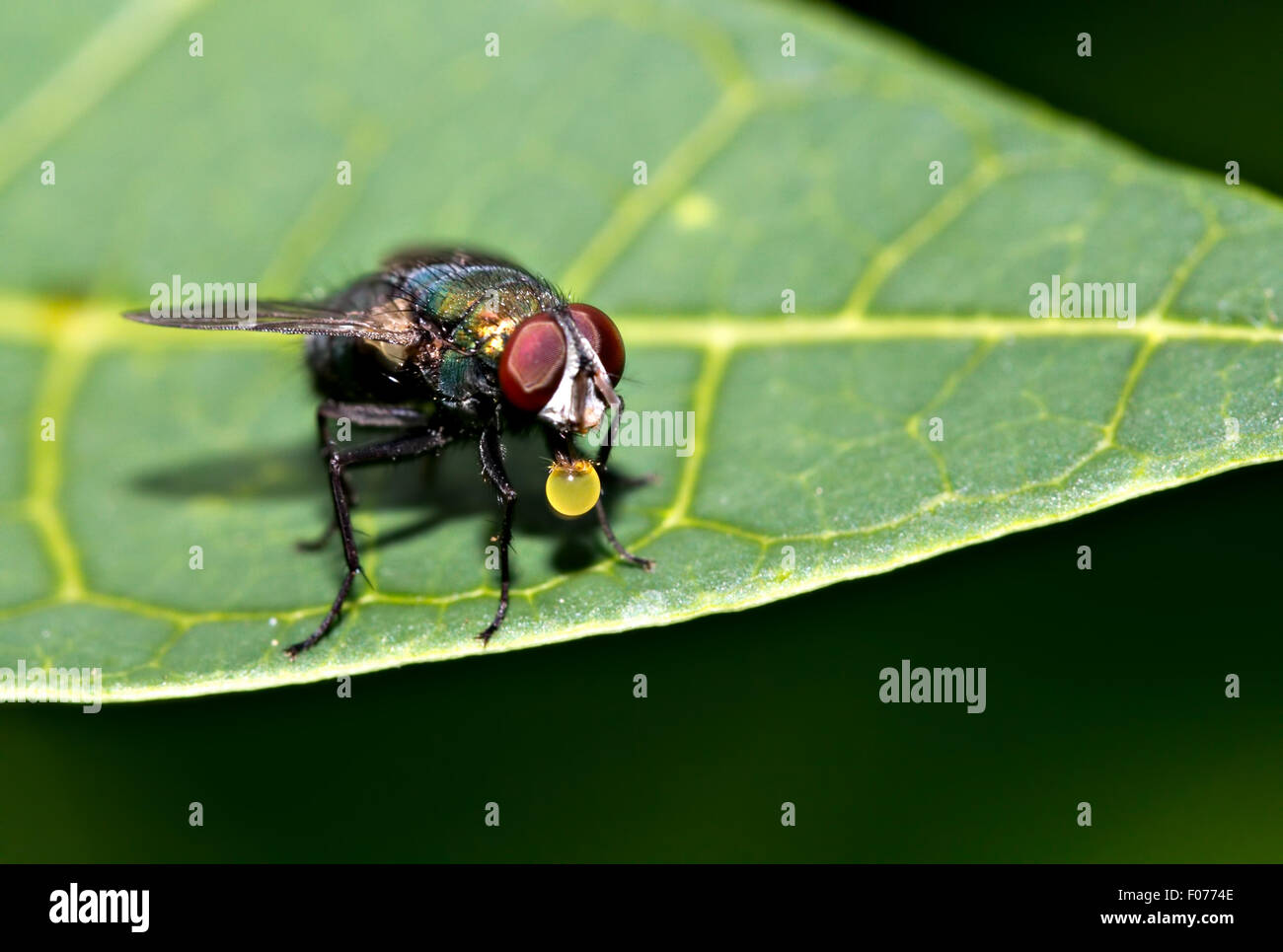 blowfly (Calliphora vomitoria) Stock Photo