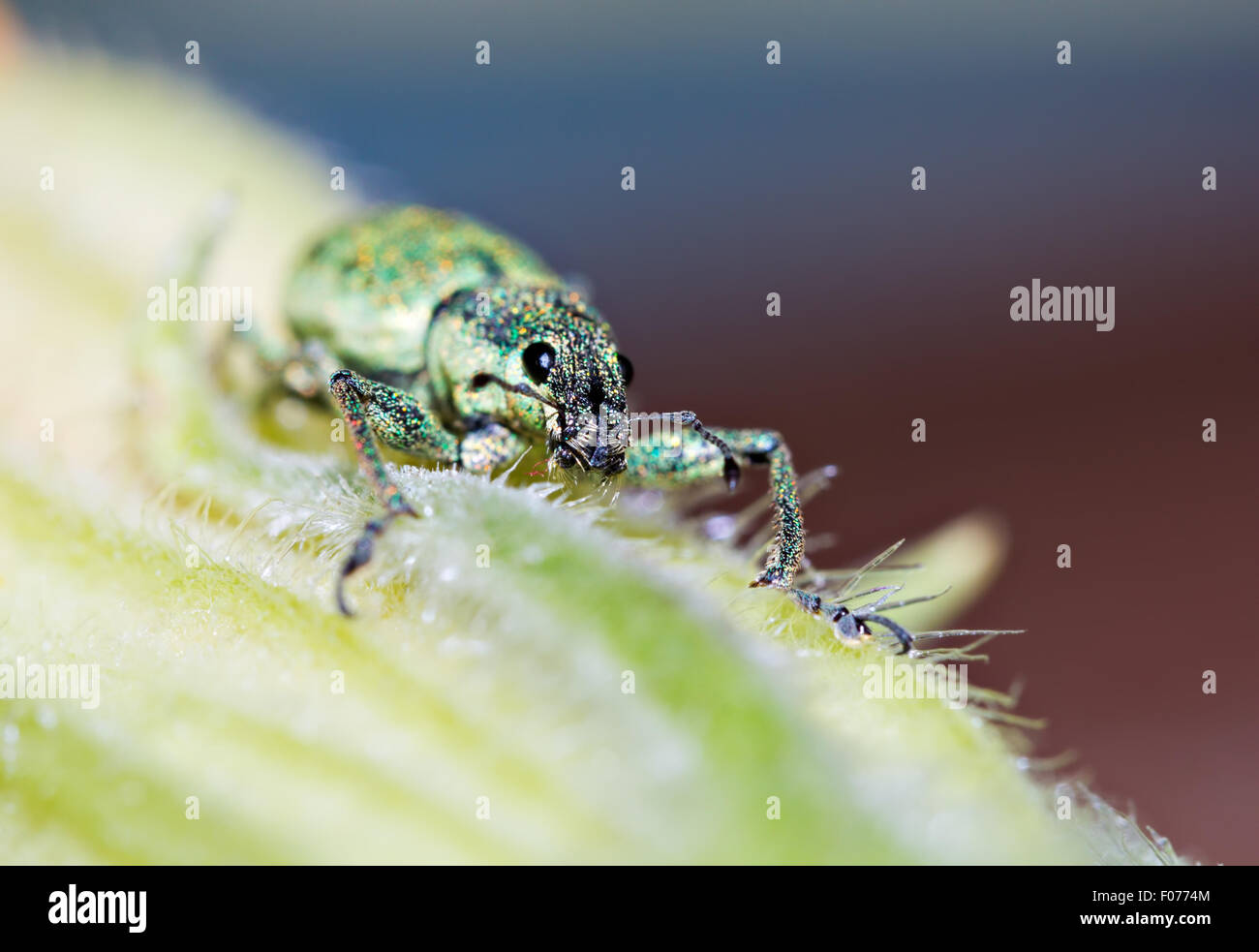 Little Green Weevil (Polydrusus sericeus). leaf weevil Stock Photo
