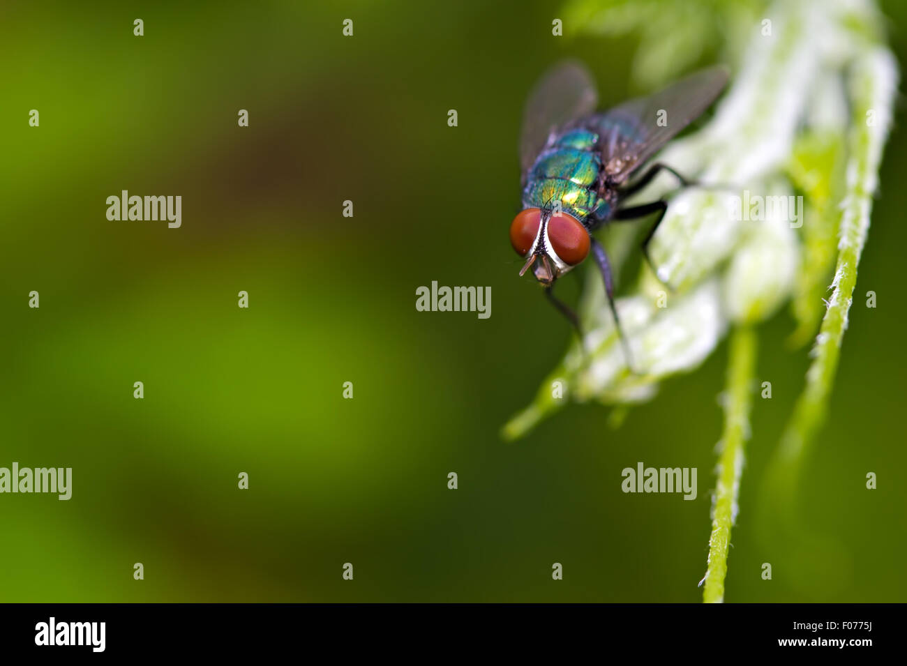 blowfly (Calliphora vomitoria) Stock Photo