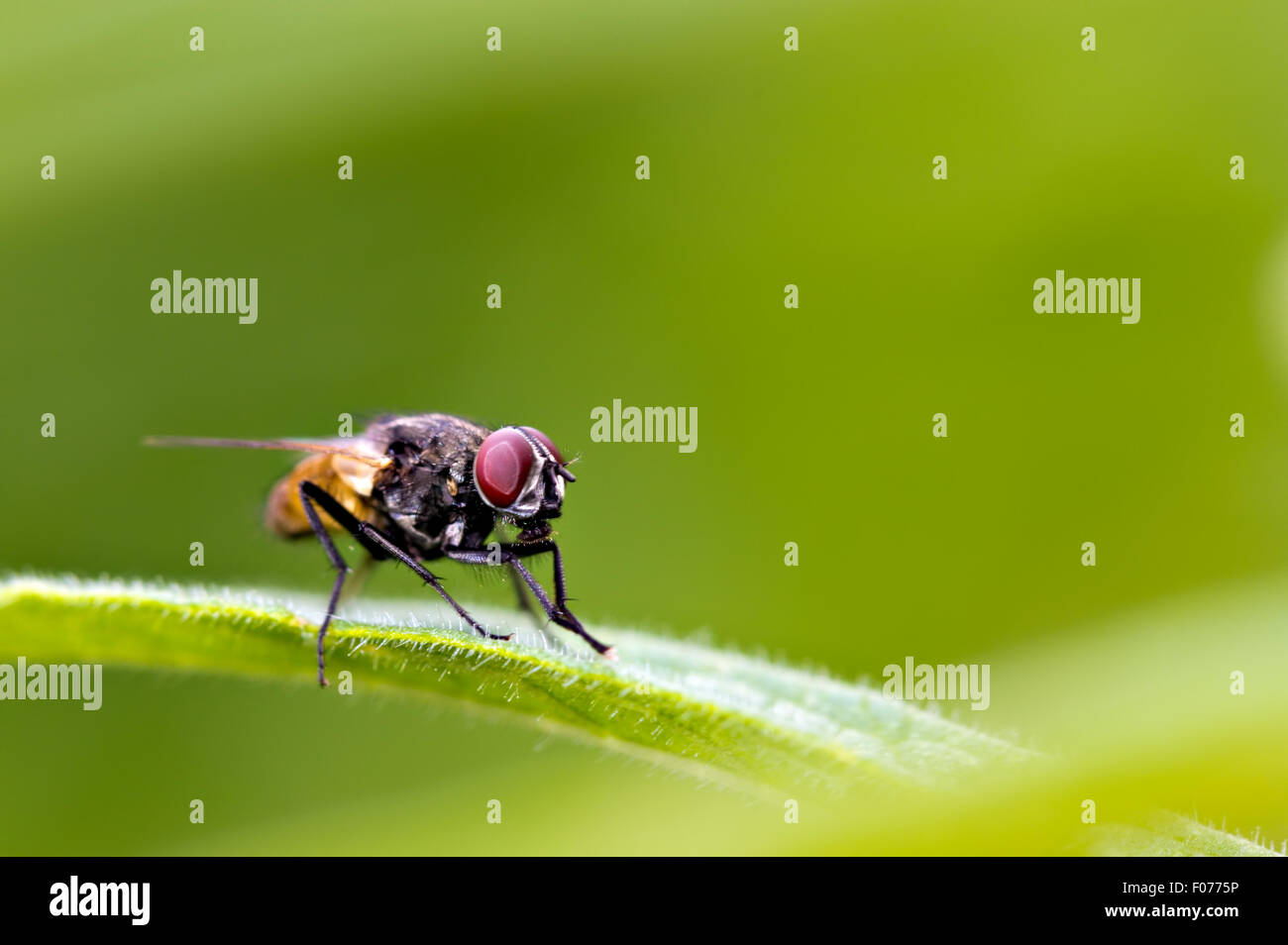House Fly (Musca domestica) resting on a foliage Stock Photo