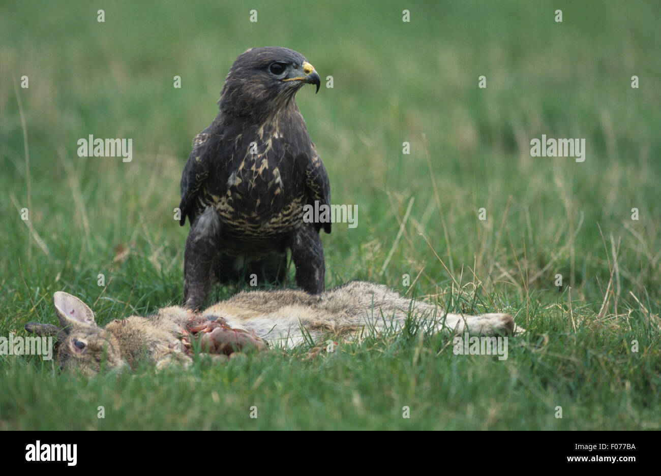 Common Buzzard captive taken from front looking right standing on grass