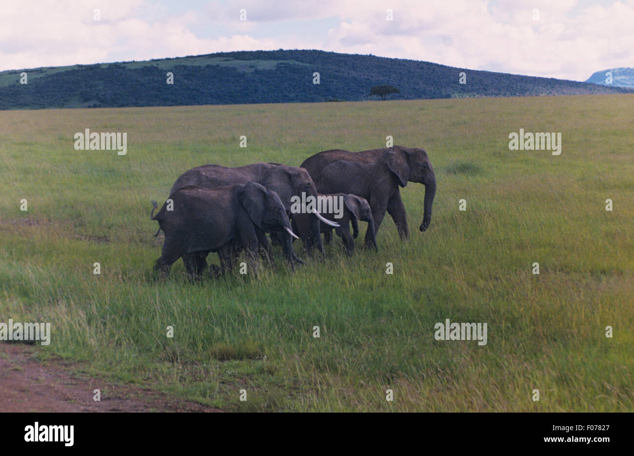 African Elephant group walking to right together across open grassland with hill in background Stock Photo