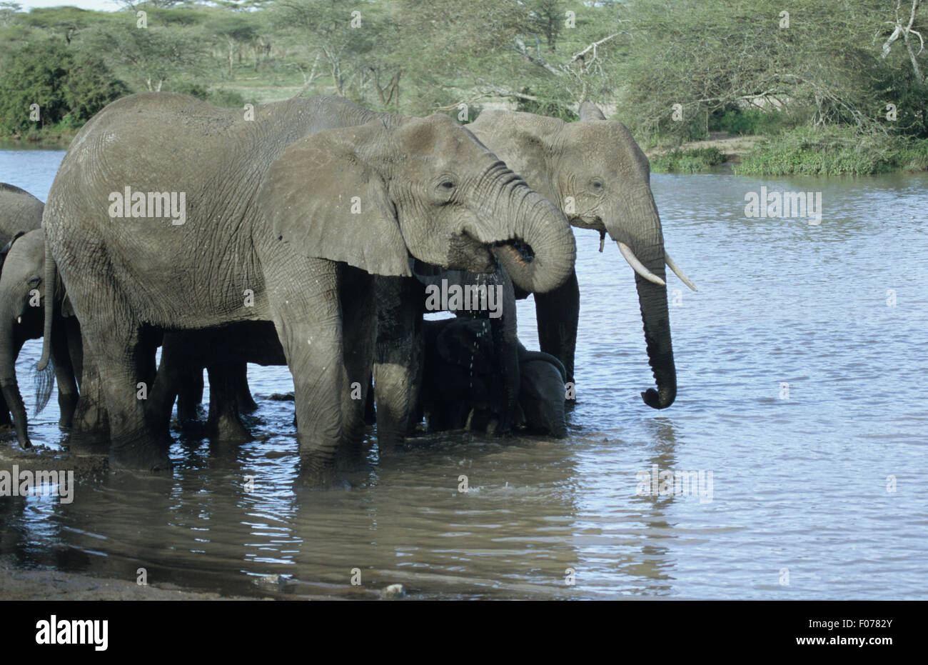 African Elephant group herd taken in profile standing together drinking