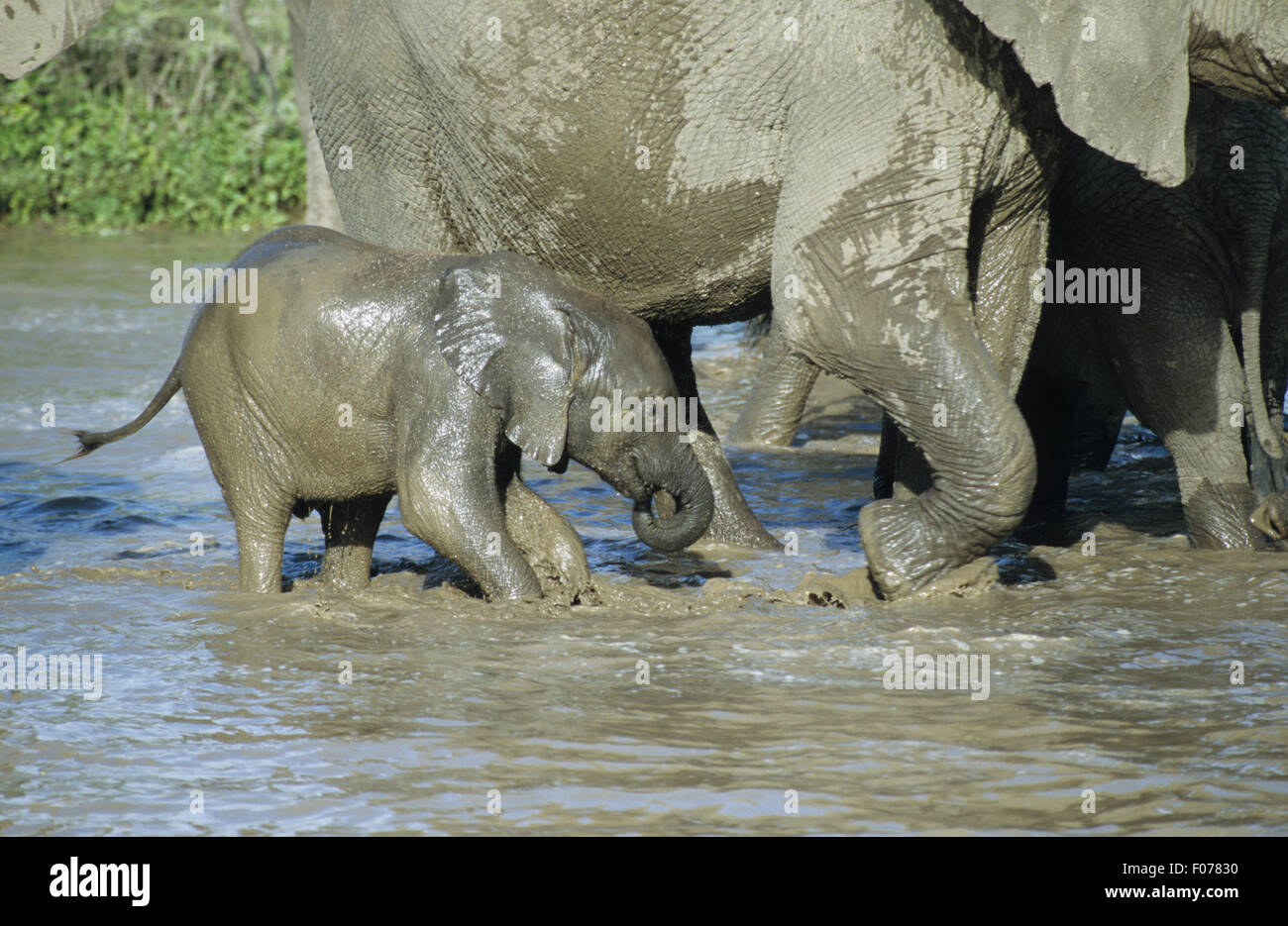 African Elephant small calf young taken in profile playing in river water by side of large elephant Stock Photo