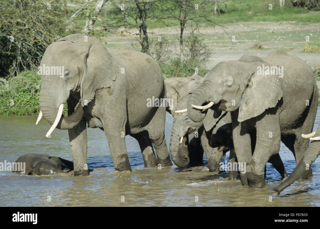 African Elephant group herd standing drinking together in shallow river water Stock Photo