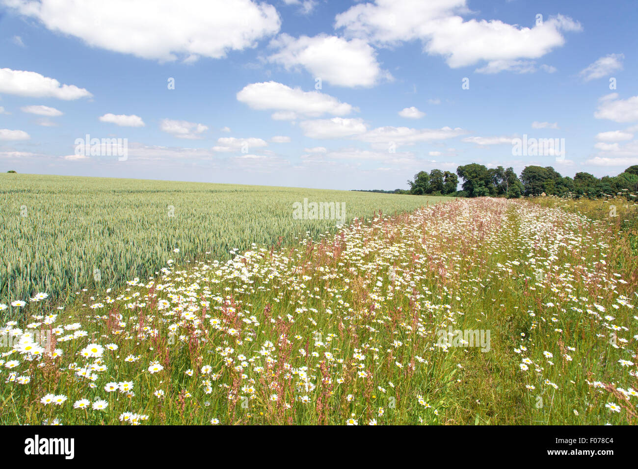 Wildflowers growing on the field margins on a Cotswold Farm, Gloucestershire, England, UK Stock Photo