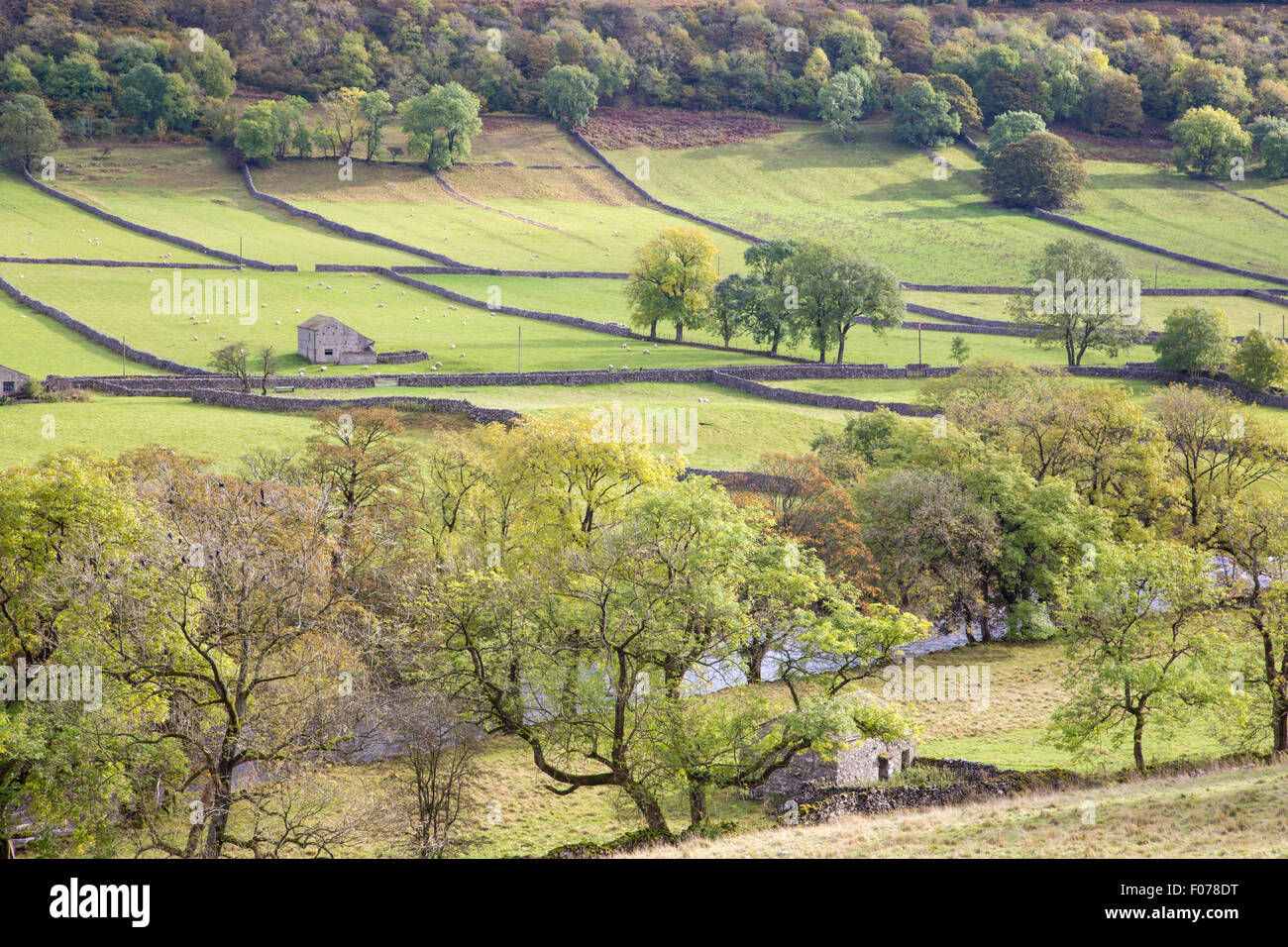 Farming field systems in Upper Wharfdale, ' Yorkshire Dales National Park, England, UK Stock Photo