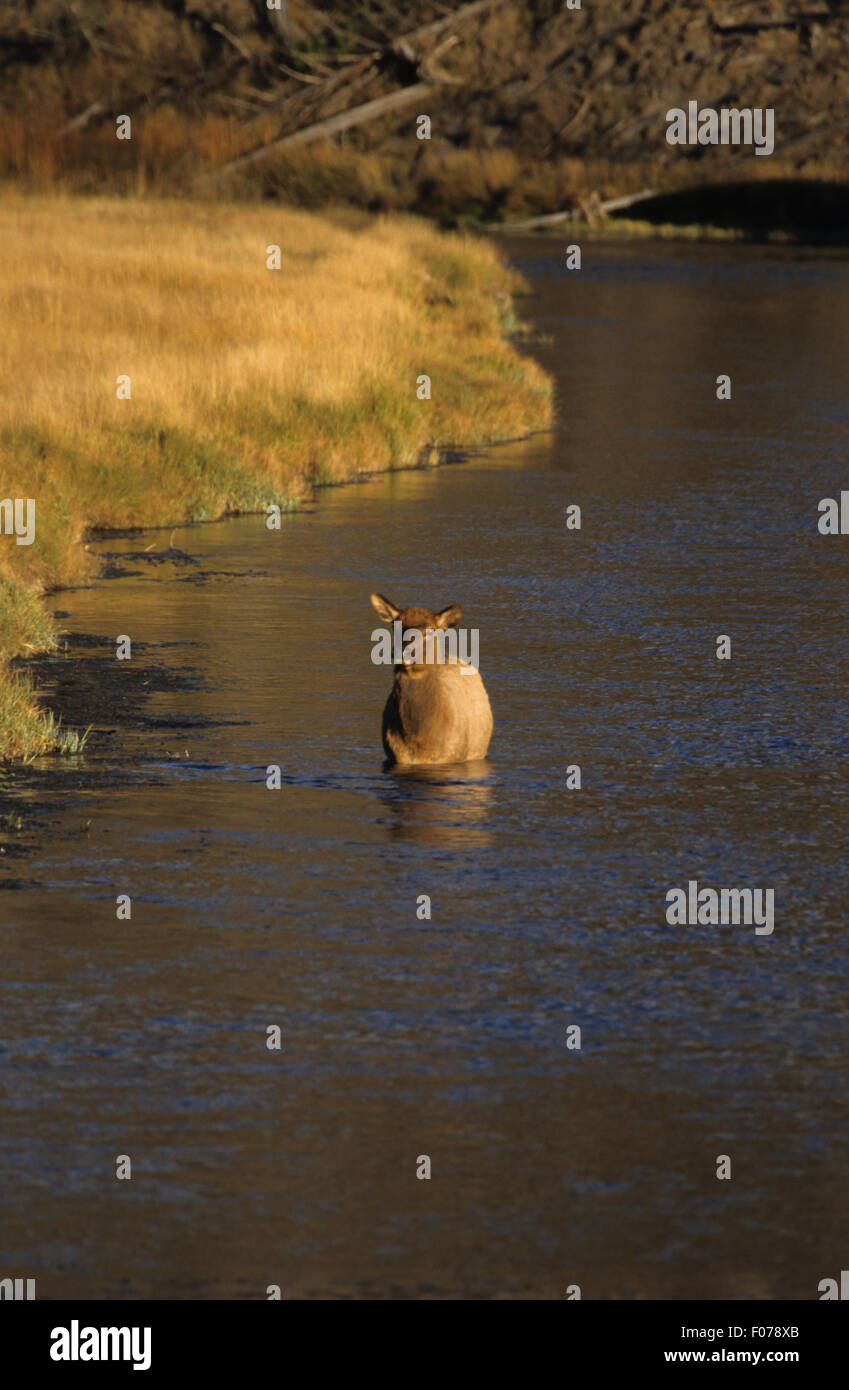 Elk female taken from front standing in deep water by river bank in morning light Stock Photo