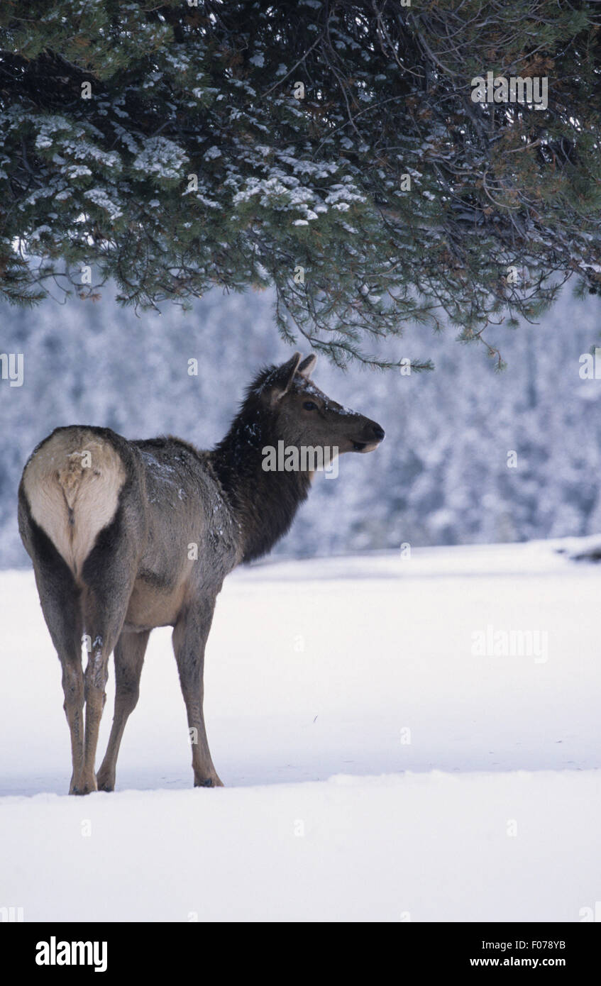 Elk female taken from behind looking right standing under branches of ...