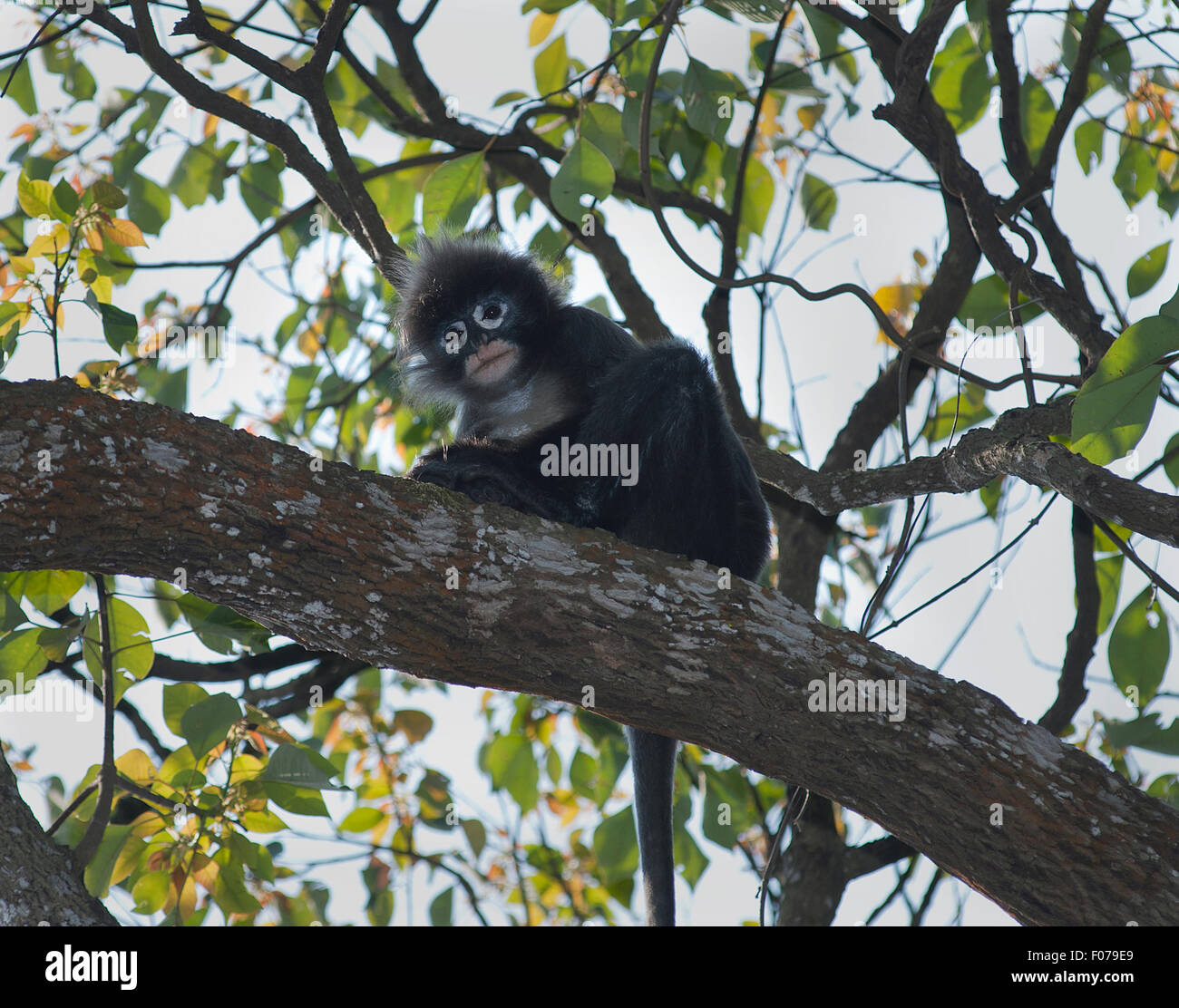 Endangered monkey in india hi-res stock photography and images - Alamy