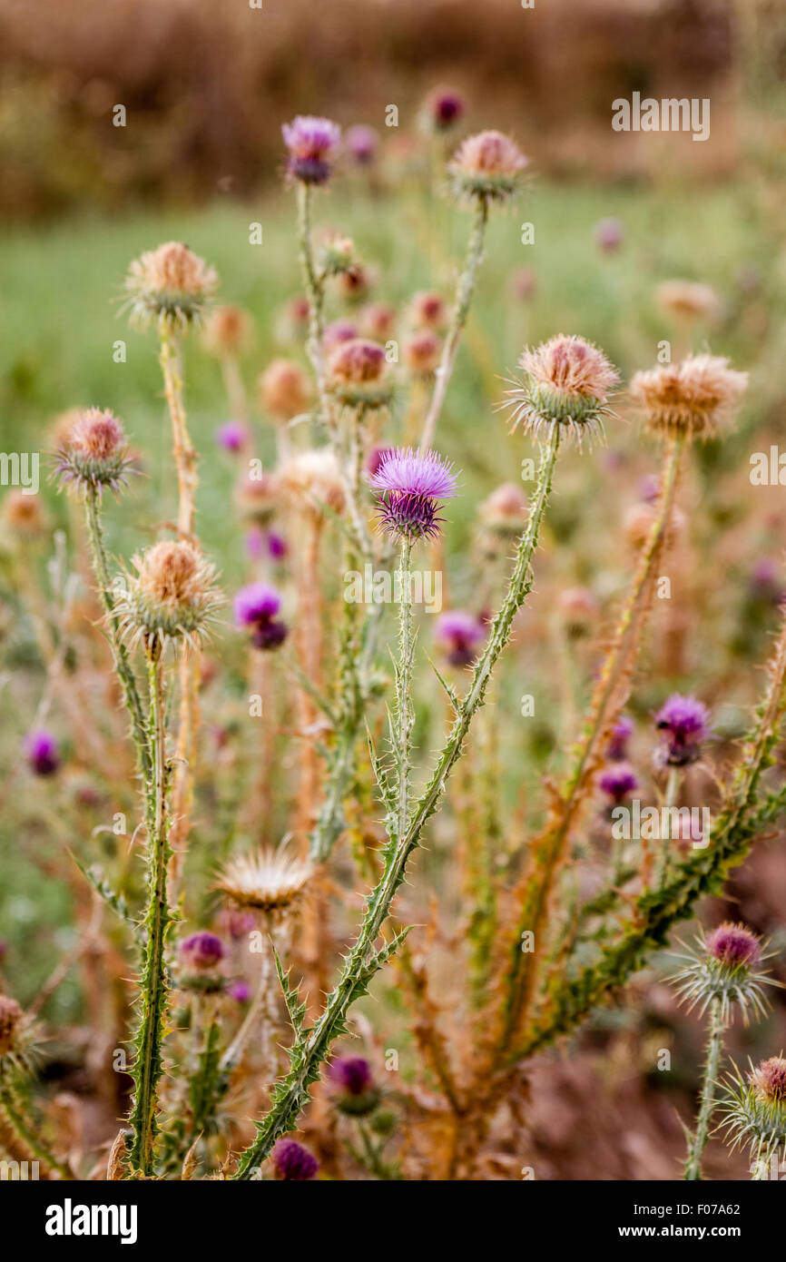 Milk Thistle plant with natural background, Carduus Marianus, Mary Thistle Stock Photo