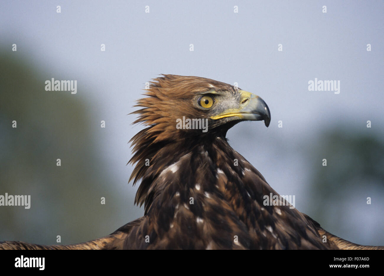 Golden Eagle Captive Close Up Head Shot Looking Right Feathers Raised 