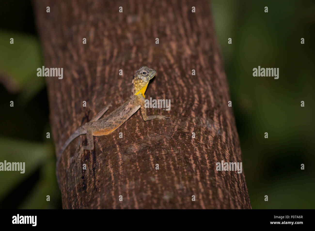 A wild Sulawesi lined gliding lizard (Draco spilonotus) moving on a tree in Tangkoko Nature Reserves, North Sulawesi, Indonesia. Stock Photo