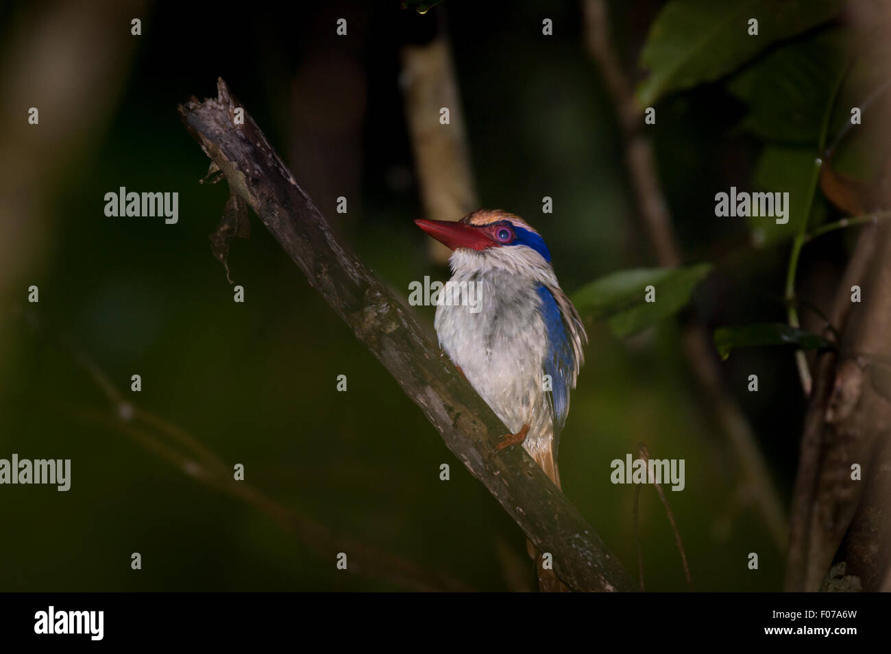 A Sulawesi lilac kingfisher (Cittura cyanotis) in Tangkoko Nature Reserve, North Sulawesi, Indonesia. Stock Photo