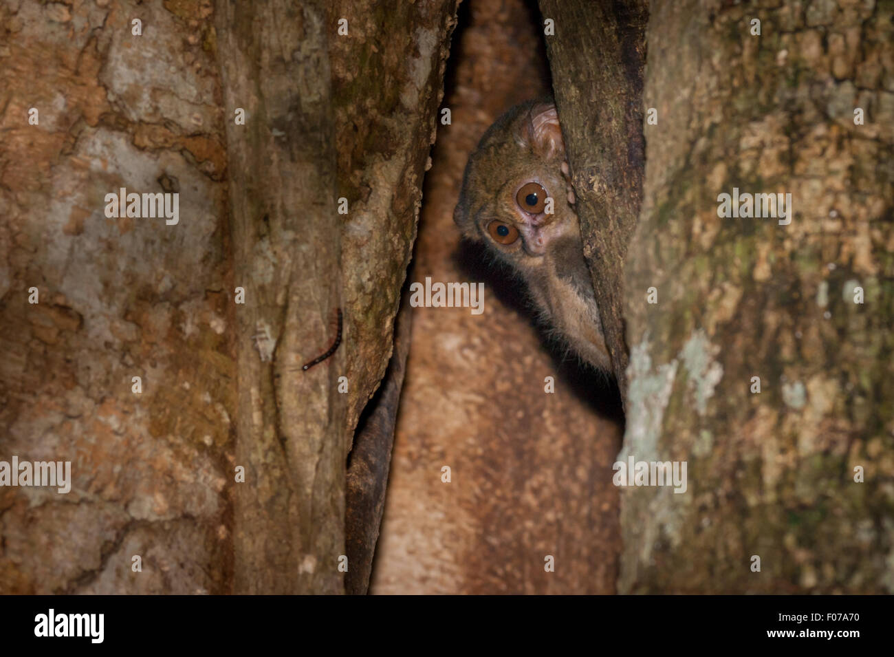 A tarsier is peeking from its nest on a tree in Tangkoko Batuangus Nature Reserve in North Sulawesi, Indonesia. Stock Photo